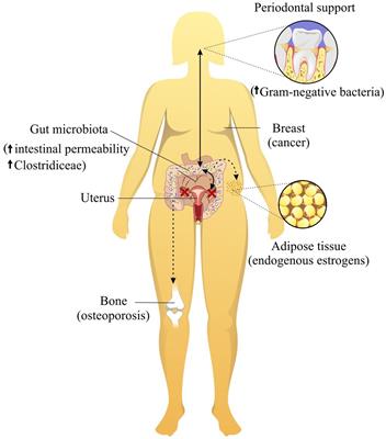 Frontiers Influence of Oral and Gut Microbiota in the Health of